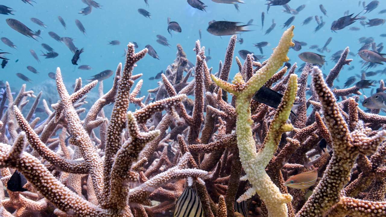 FILE PHOTO: Thailand's corals bleaching at fast pace amid rising global temperature
