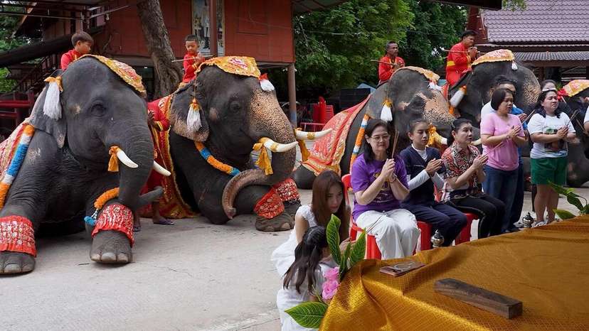 Rare elephant twins turn two