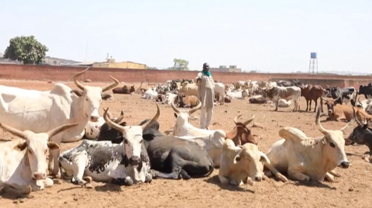 A cattle farm in Mali