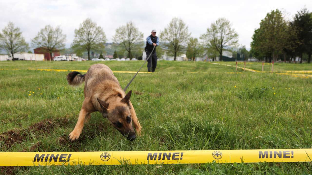 Mine detection dog training in Sarajevo