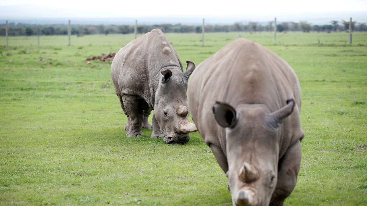 FILE PHOTO: Najin and her daughter Patu, the last two northern white rhino females, graze in their enclosure at the Ol Pejeta Conservancy in Laikipia National Park