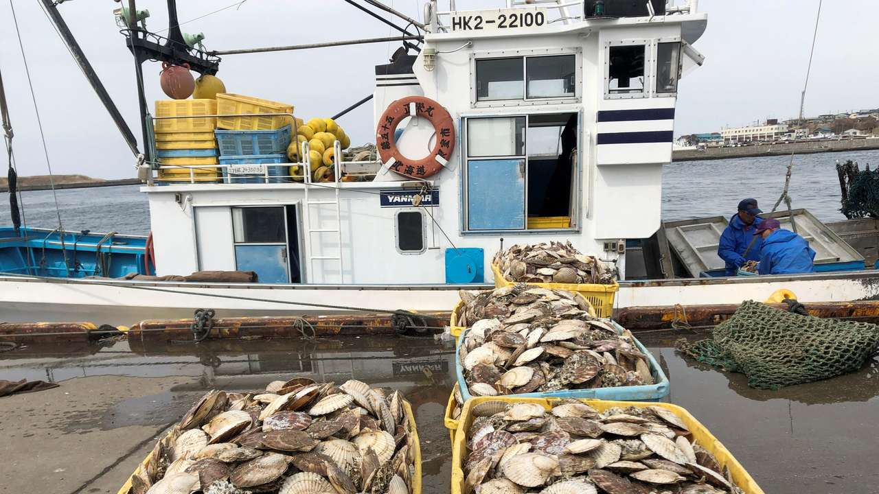 Fishermen land scallops at Nemuro Port