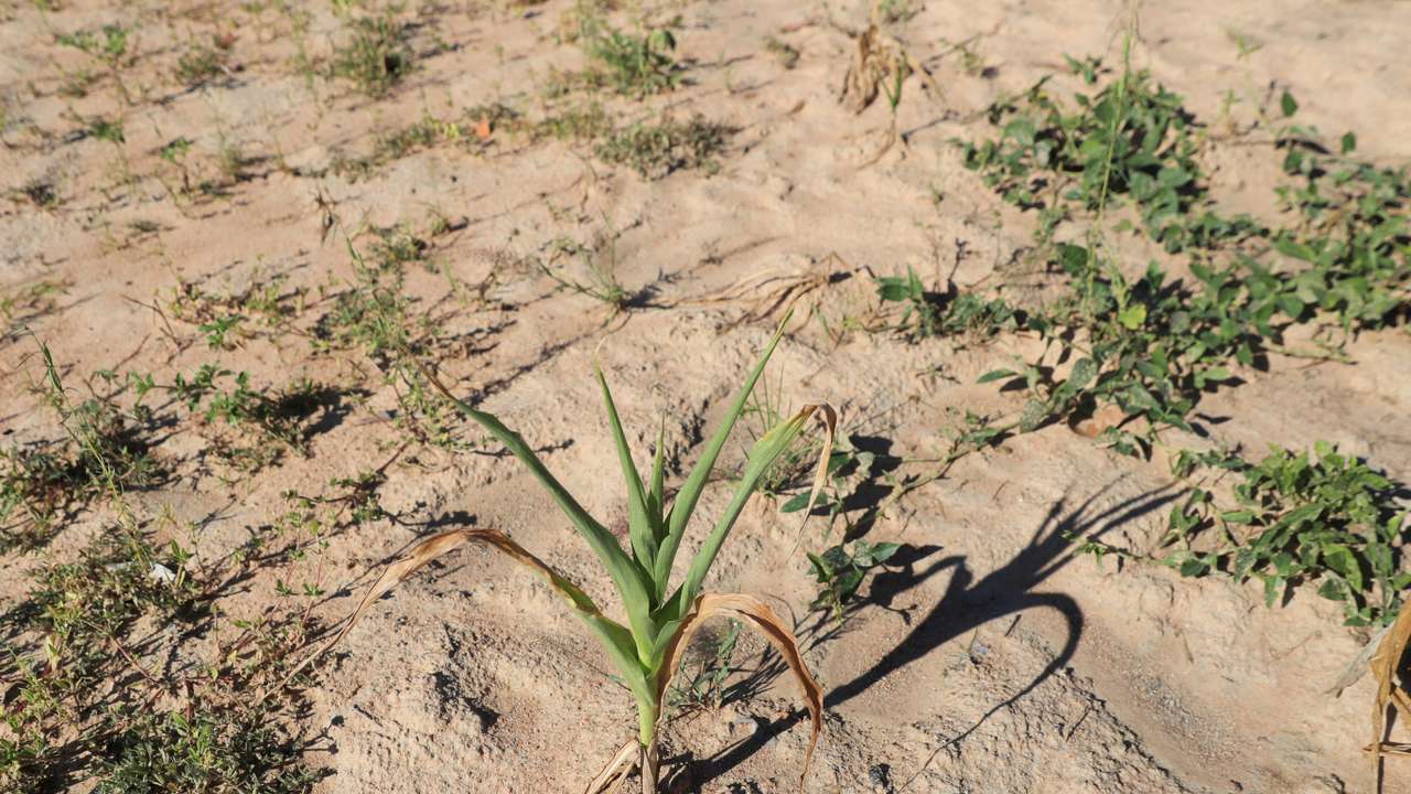 FILE PHOTO: Villagers collecting food aid in rural Zimbabwe