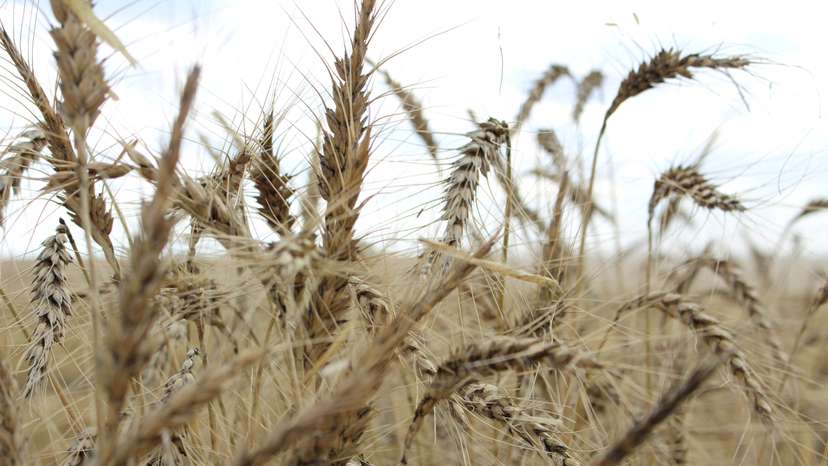 FILE PHOTO: The crop is seen in a wheat field ahead of annual harvest near Moree