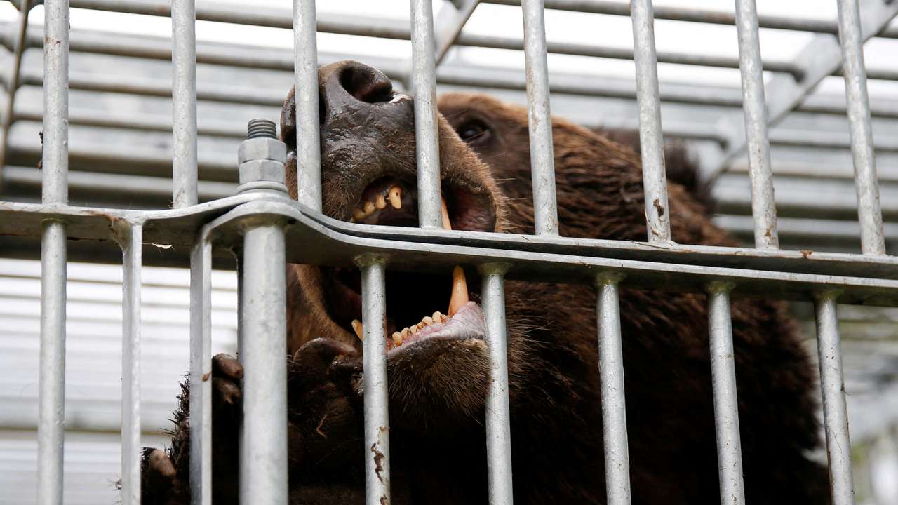 FILE PHOTO: A brown bear gnaws at the cage it is trapped in in Sunagawa