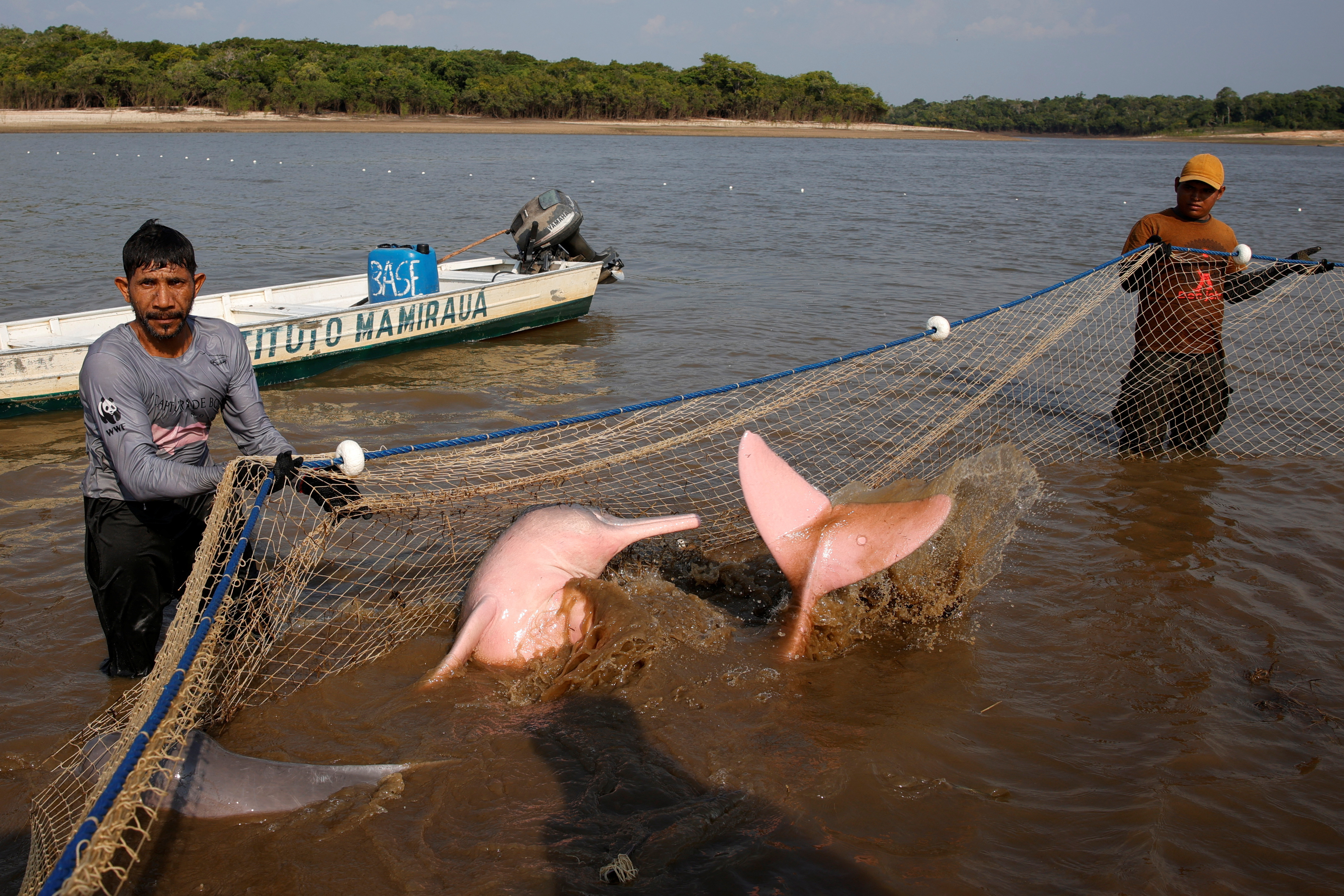 Rare dolphin pulled from Amazon lake to study effects of climate change