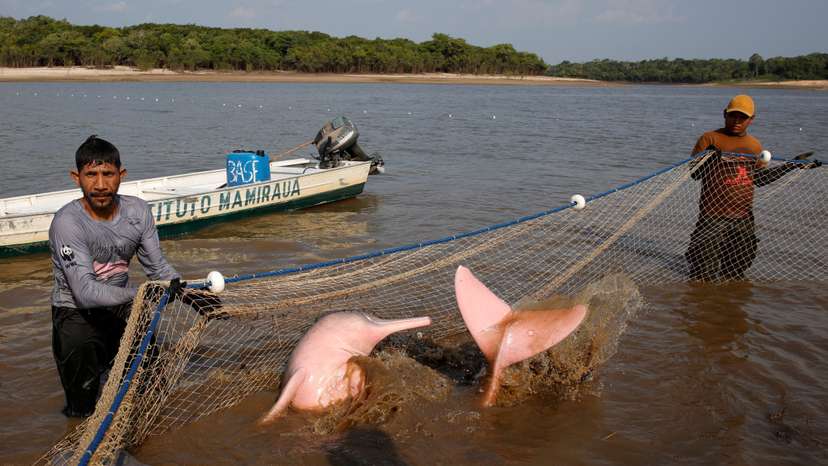 Rare dolphin pulled from Amazon lake to study effects of climate change