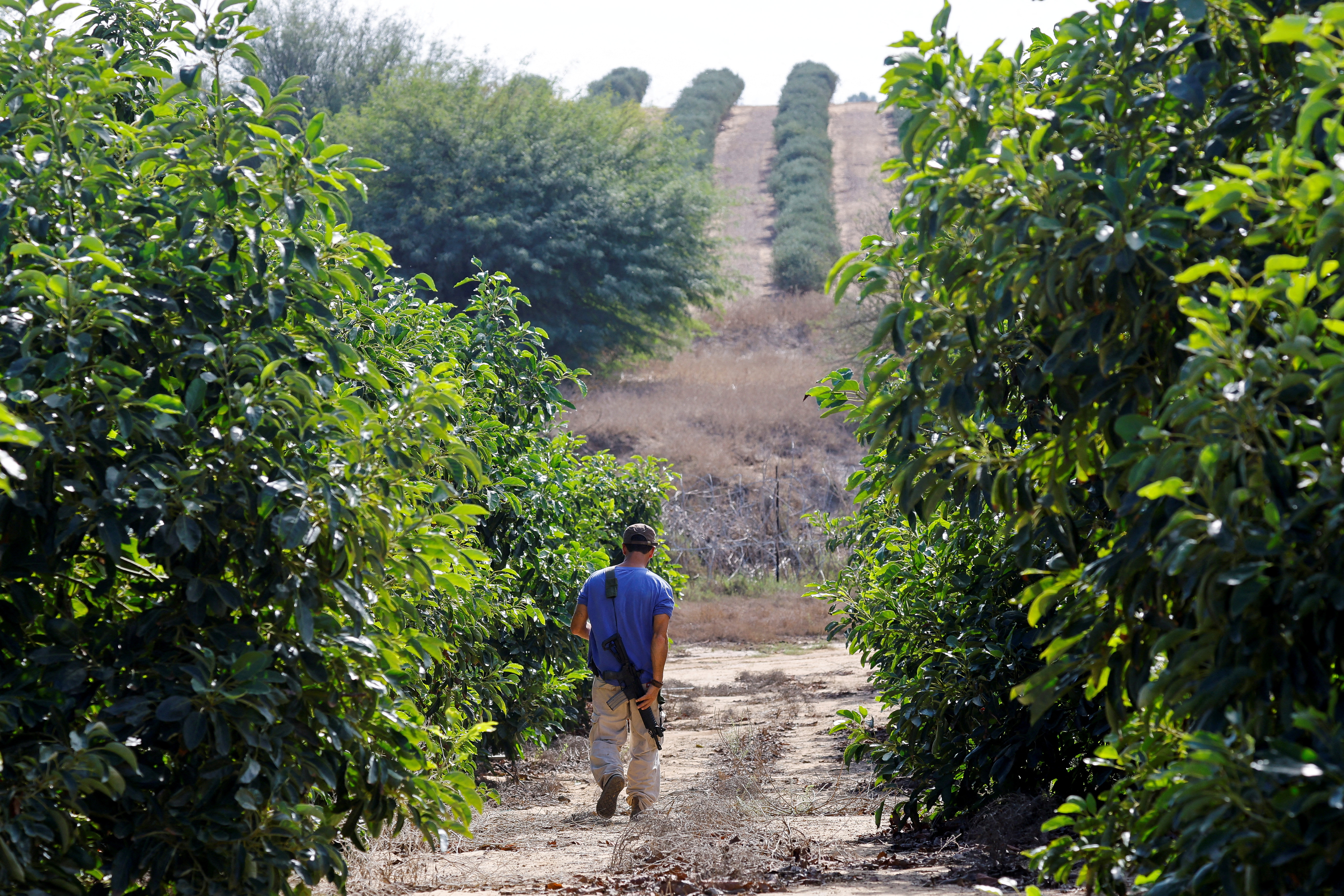 FILE PHOTO: Israeli volunteers help farmers from Kibbutz Beeri, Israel, to pick avocados