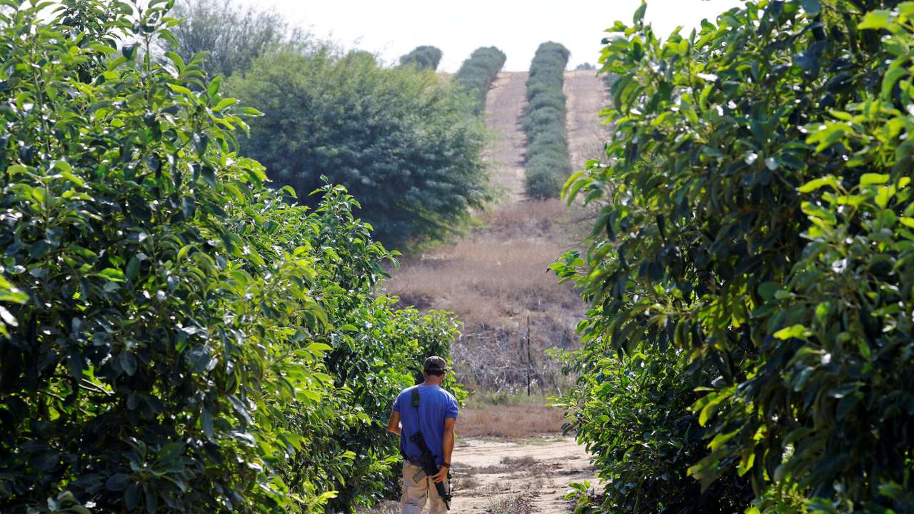 FILE PHOTO: Israeli volunteers help farmers from Kibbutz Beeri, Israel, to pick avocados