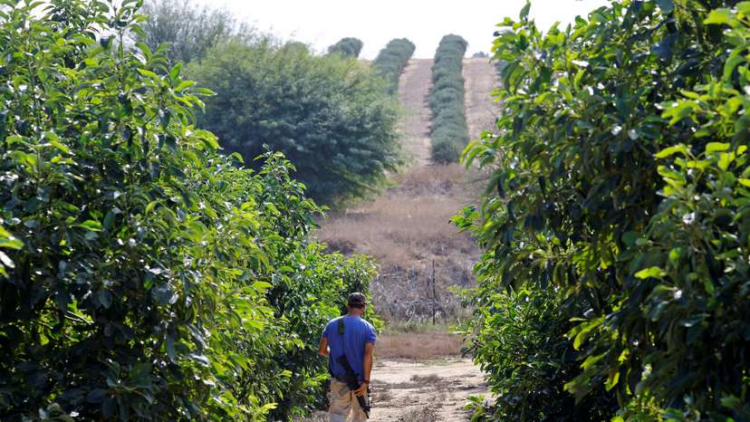 FILE PHOTO: Israeli volunteers help farmers from Kibbutz Beeri, Israel, to pick avocados