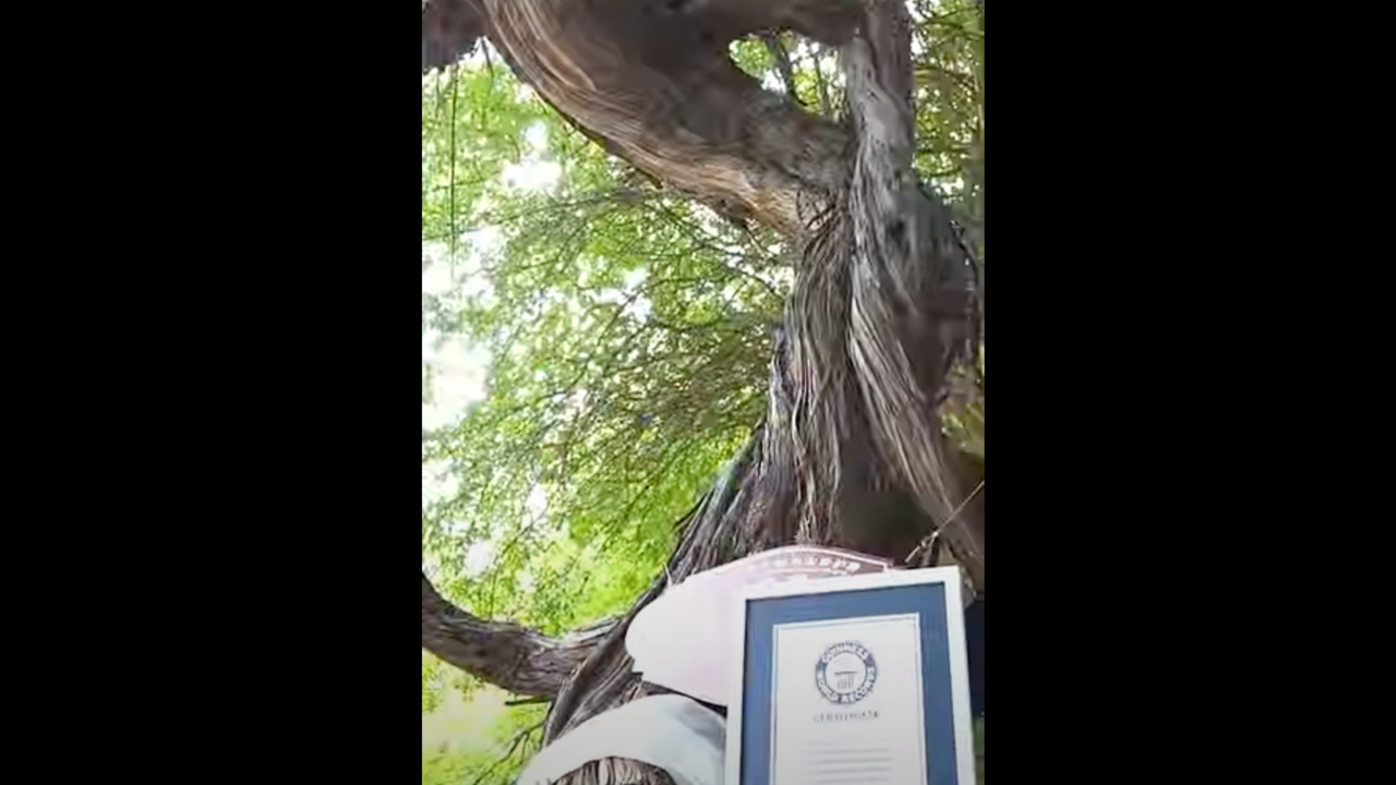 The old Tibet vine at 416 years