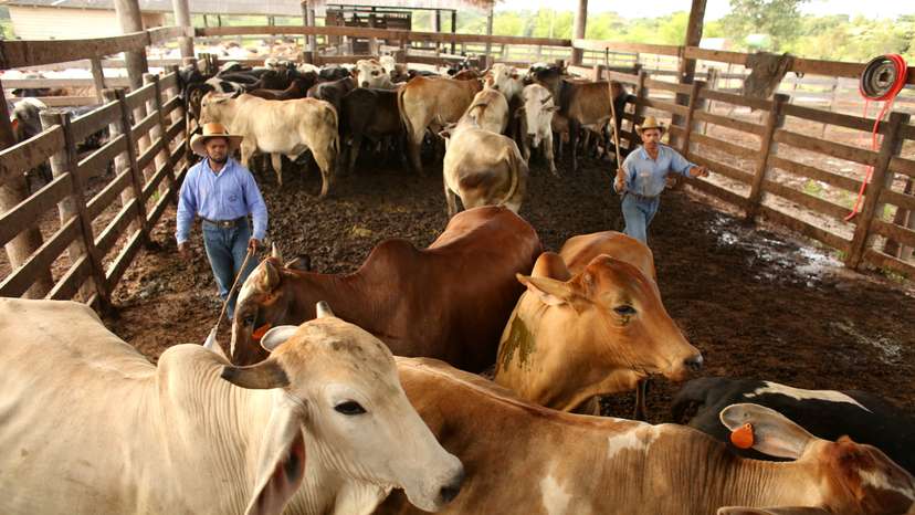 FILE PHOTO: US tariffs on Brazil will reshape global beef trade flows, analysts say