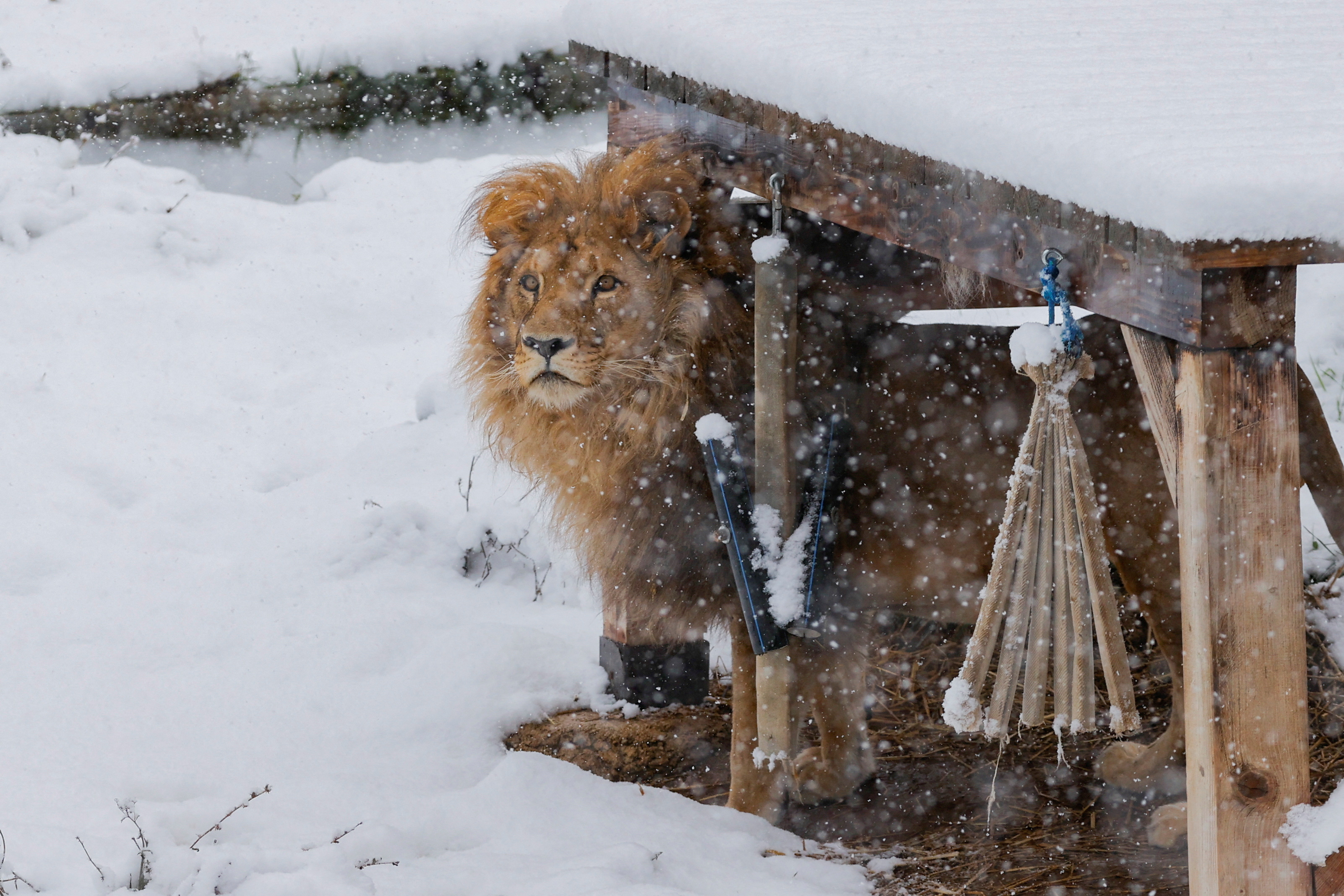 Lion Gjon at the bear sanctuary covered with the first snow, in Mramor