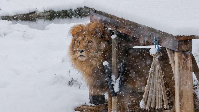 Lion Gjon at the bear sanctuary covered with the first snow, in Mramor