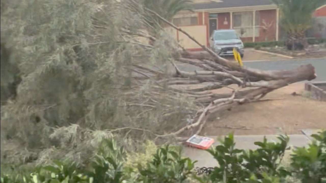 A fallen tree obstructs an area amid high winds and heavy rain, in Melbourne