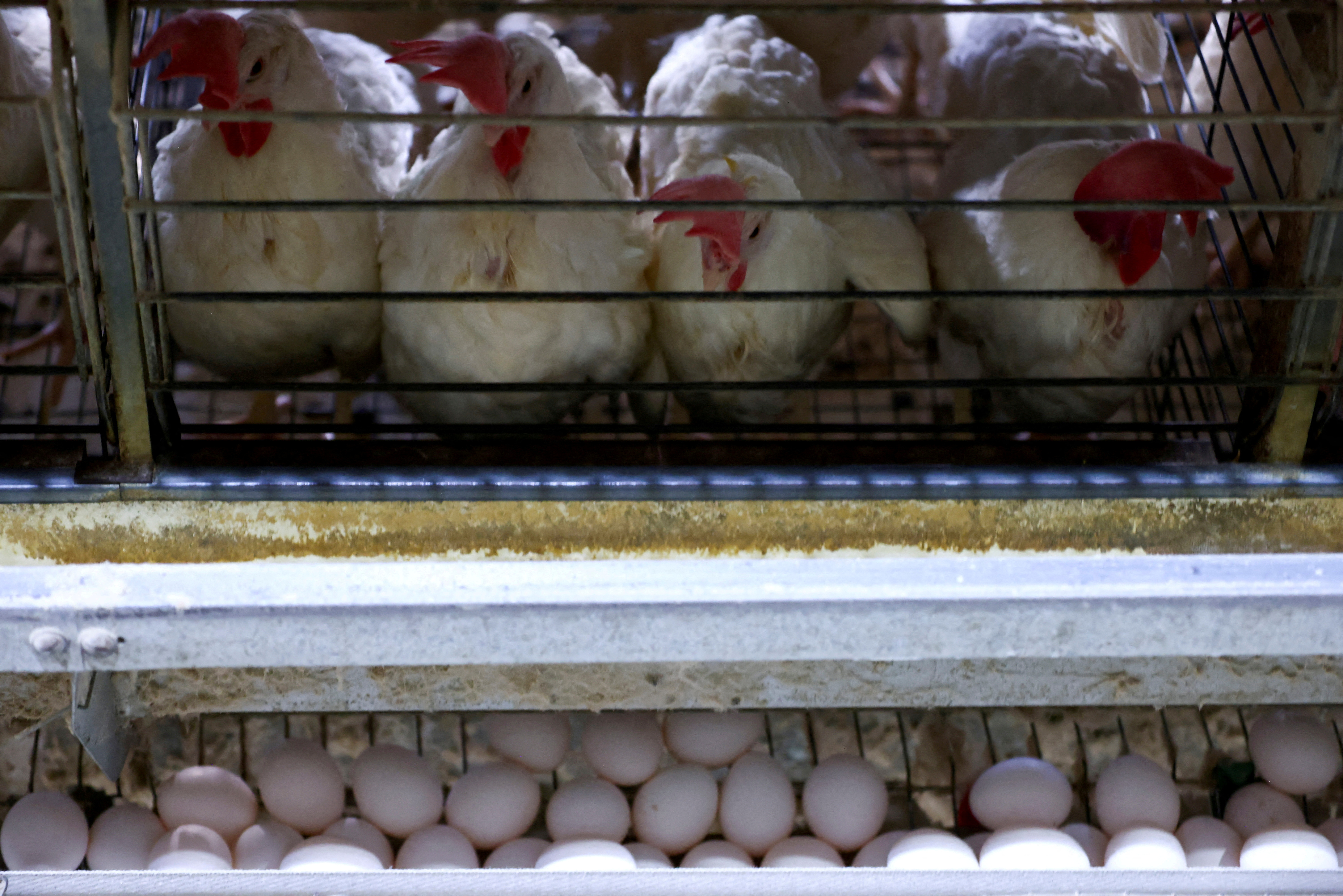 FILE PHOTO: FILE PHOTO: Brazil egg exports soar amid stronger U.S. demand