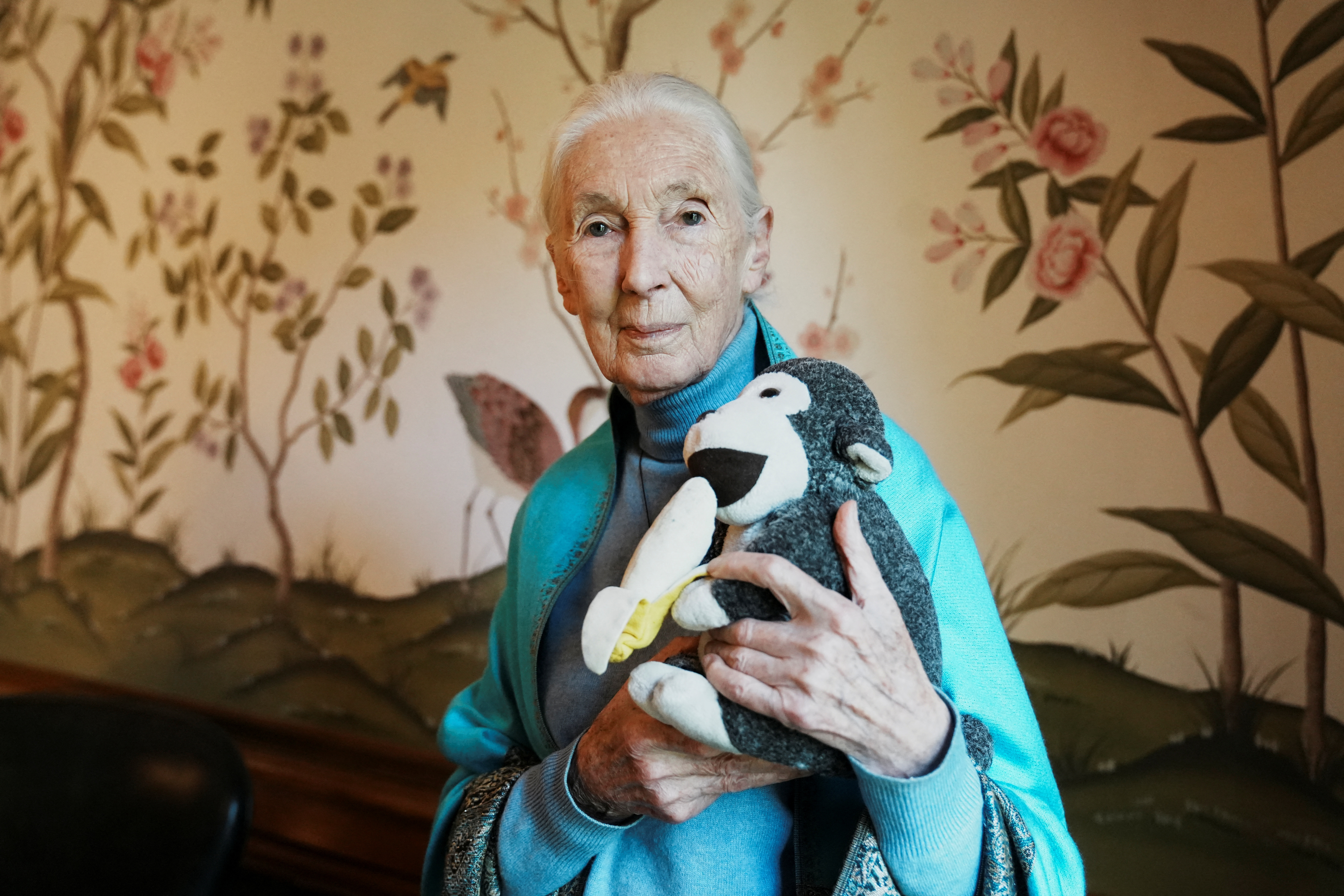Primatologist and ethologist Jane Goodall at British embassy, in Buenos Aires