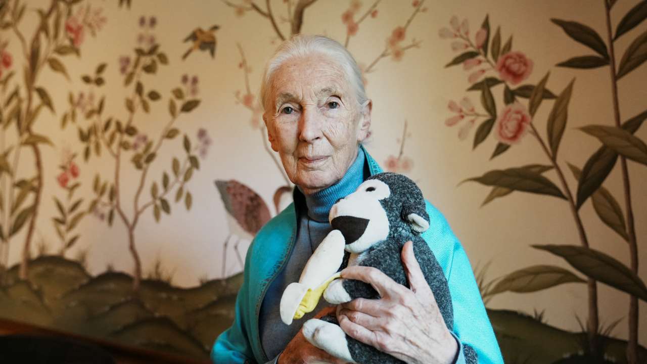 Primatologist and ethologist Jane Goodall at British embassy, in Buenos Aires