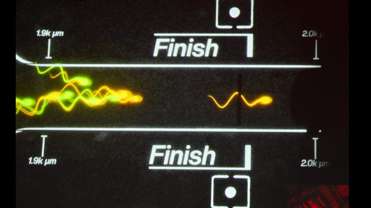 A visualization shows the sperm race finish line between Tristan Mykel of USC overtaking the Asher Proeger of UCLA in the Sperm Racing competition championship in Los Angeles