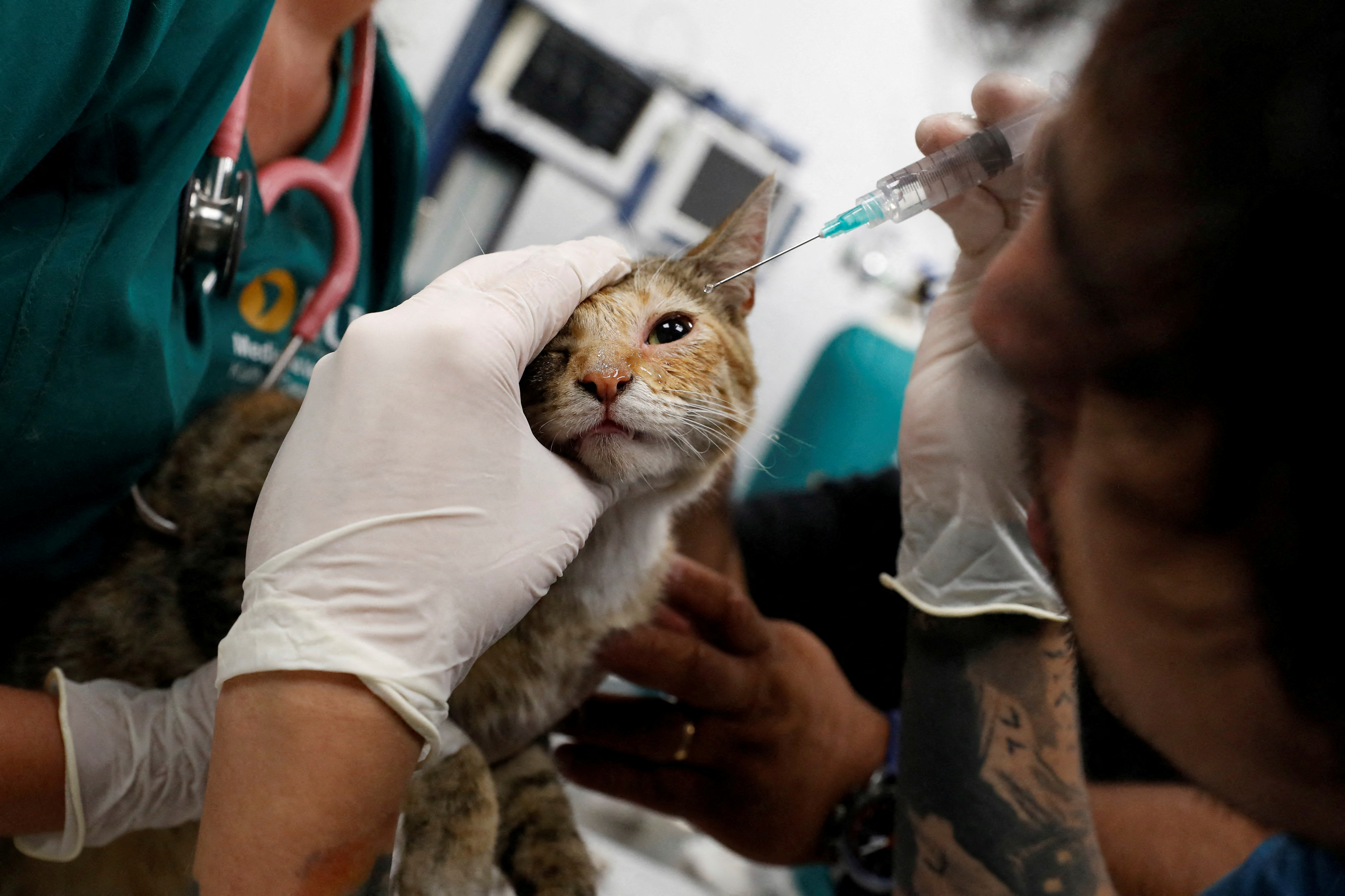A cat rescued from a wildfire receives treatment for burns at a wildlife rehabilitation center of University of the Americas, as wildfires continue in Vina del Mar