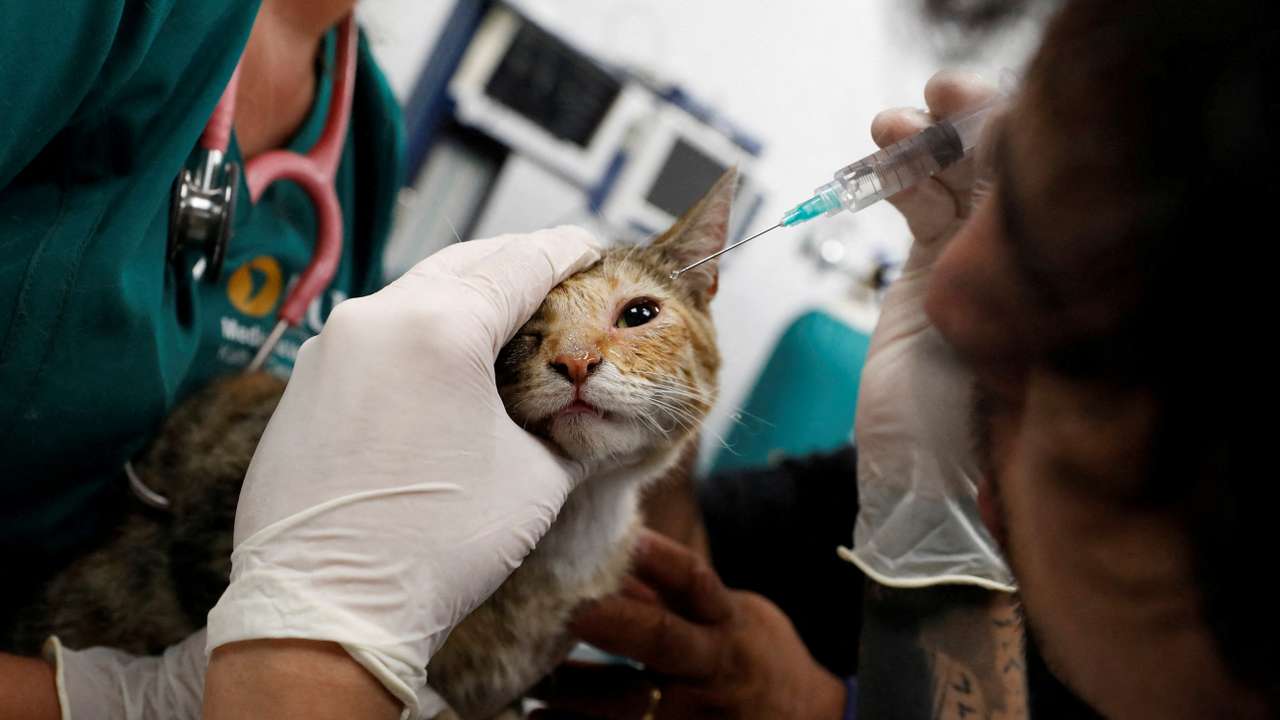 A cat rescued from a wildfire receives treatment for burns at a wildlife rehabilitation center of University of the Americas, as wildfires continue in Vina del Mar