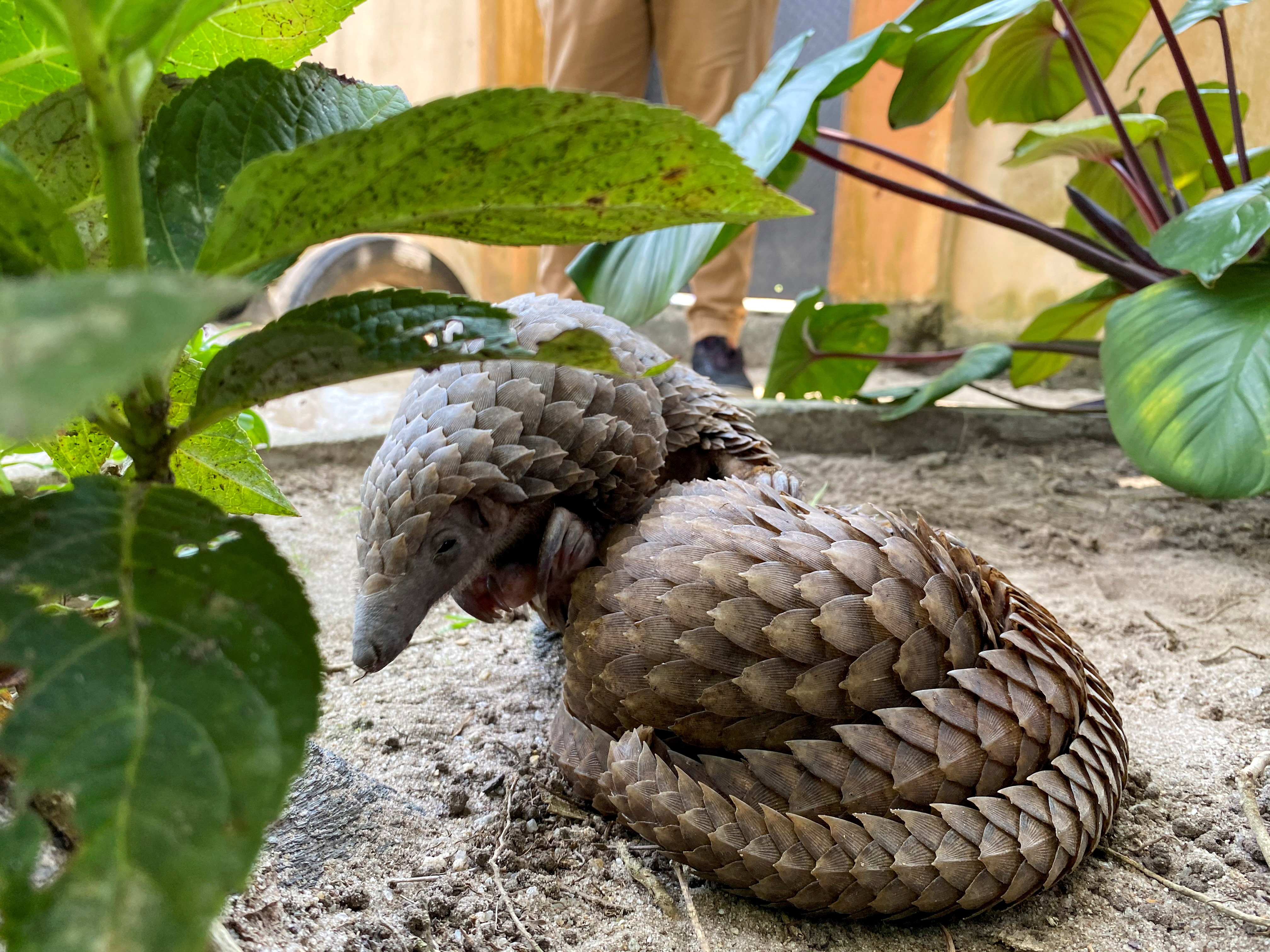 FILE PHOTO: A rescued pangolin bought off a wildlife seller is seen resting at the Green Finger Garden in Lagos
