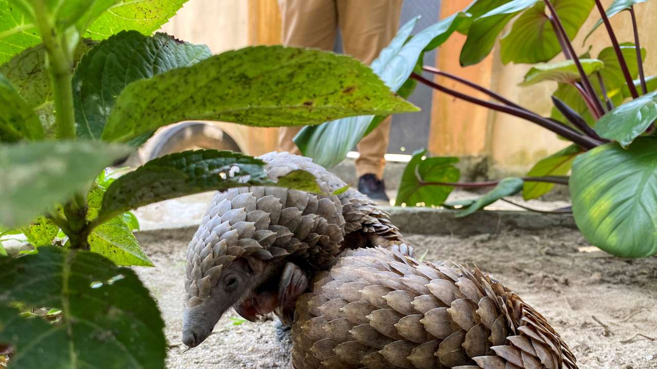 FILE PHOTO: A rescued pangolin bought off a wildlife seller is seen resting at the Green Finger Garden in Lagos