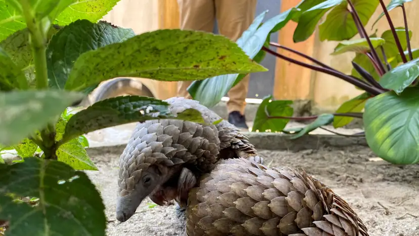 FILE PHOTO: A rescued pangolin bought off a wildlife seller is seen resting at the Green Finger Garden in Lagos