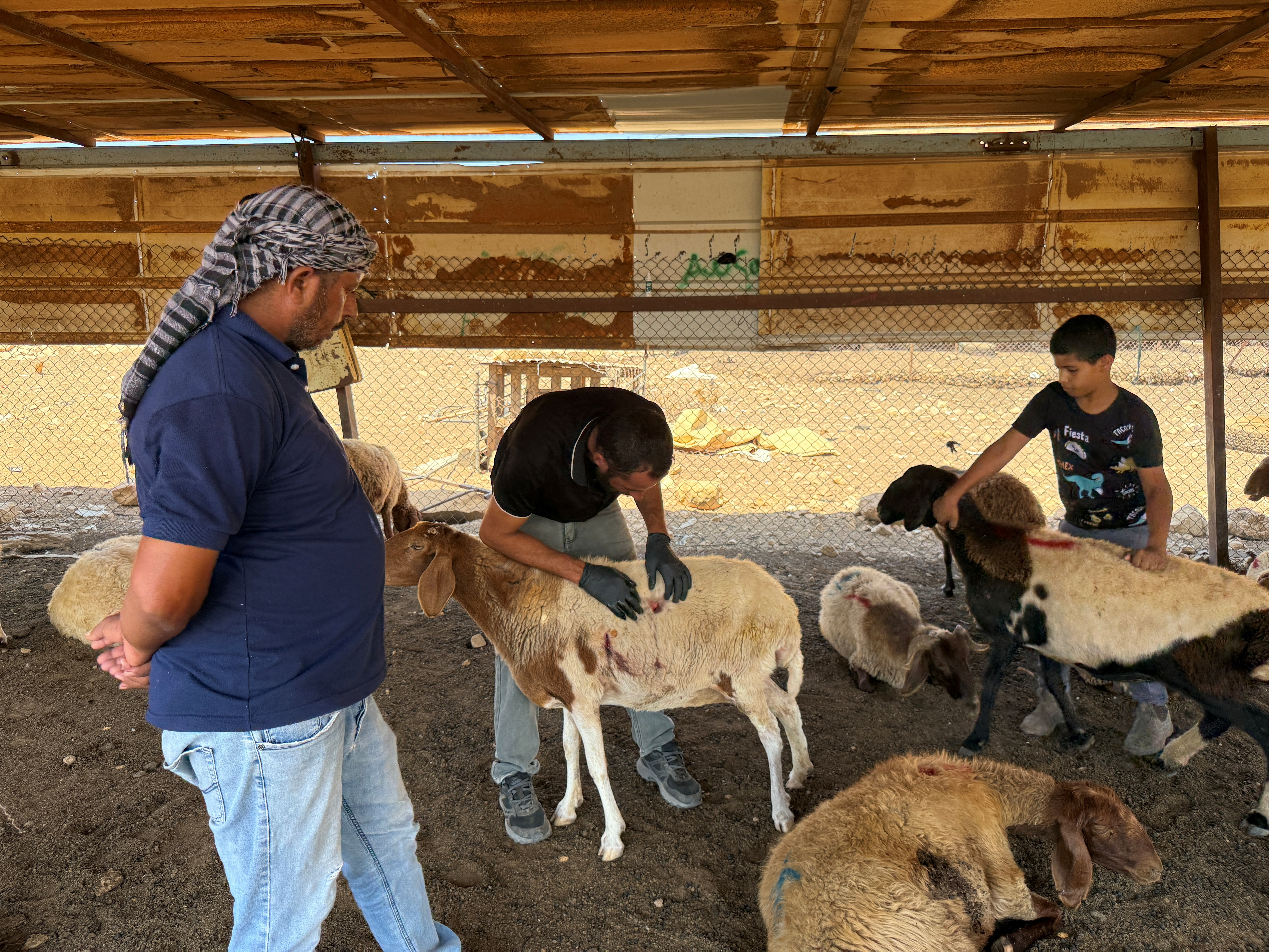Palestinians accuse settlers of slaughtering their sheep