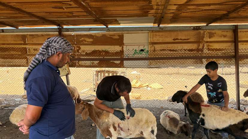 Palestinians accuse settlers of slaughtering their sheep