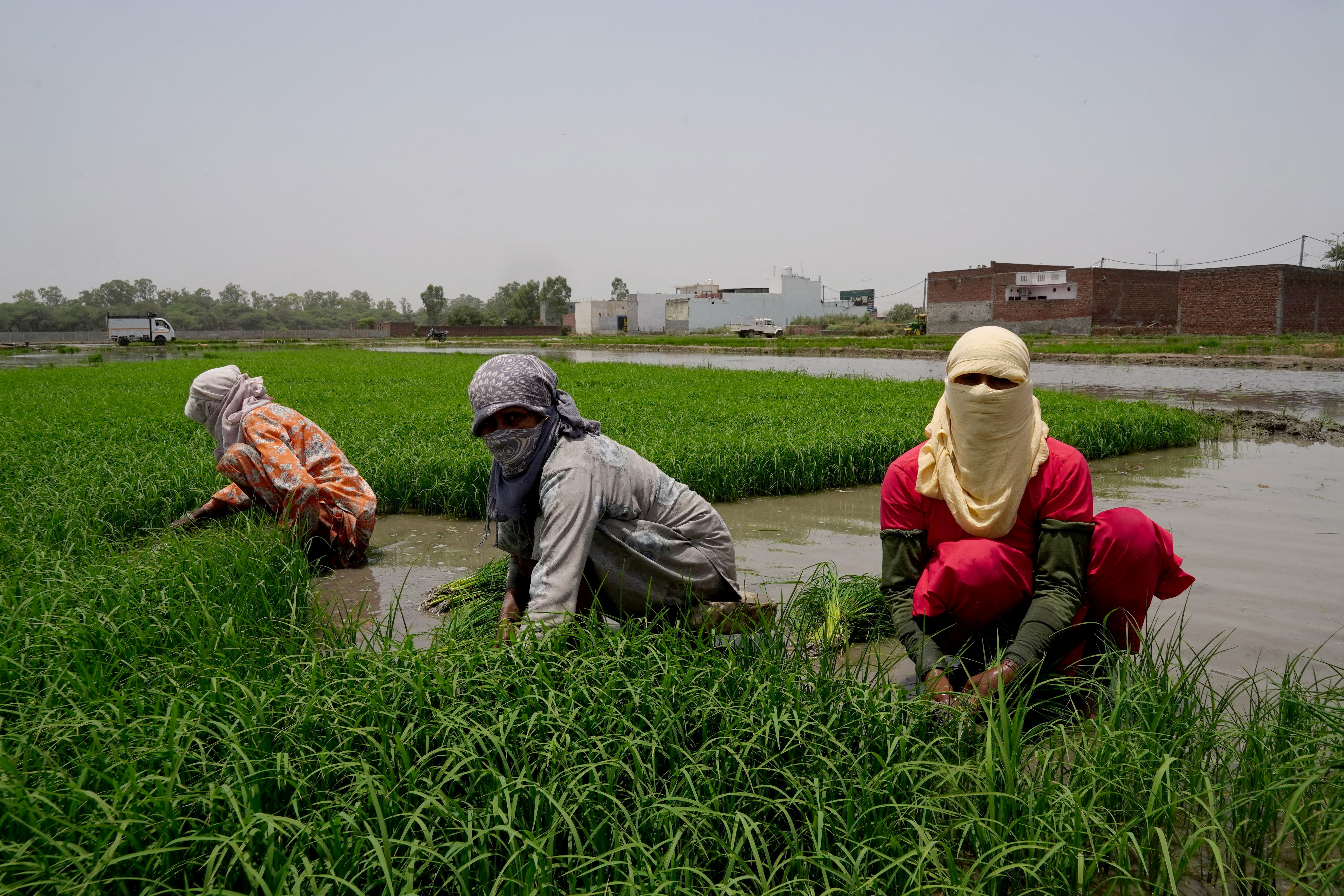 FILE PHOTO: Farm labourers work on a paddy field in Karnal, India
