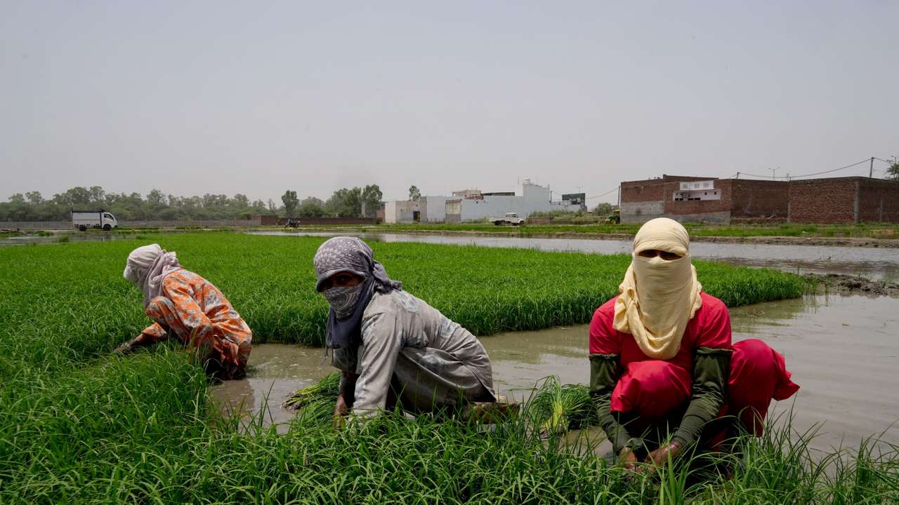 FILE PHOTO: Farm labourers work on a paddy field in Karnal, India