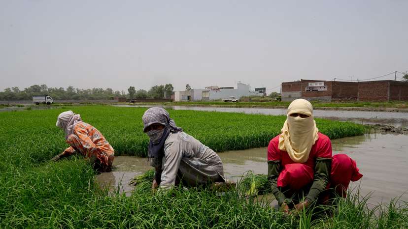 FILE PHOTO: Farm labourers work on a paddy field in Karnal, India