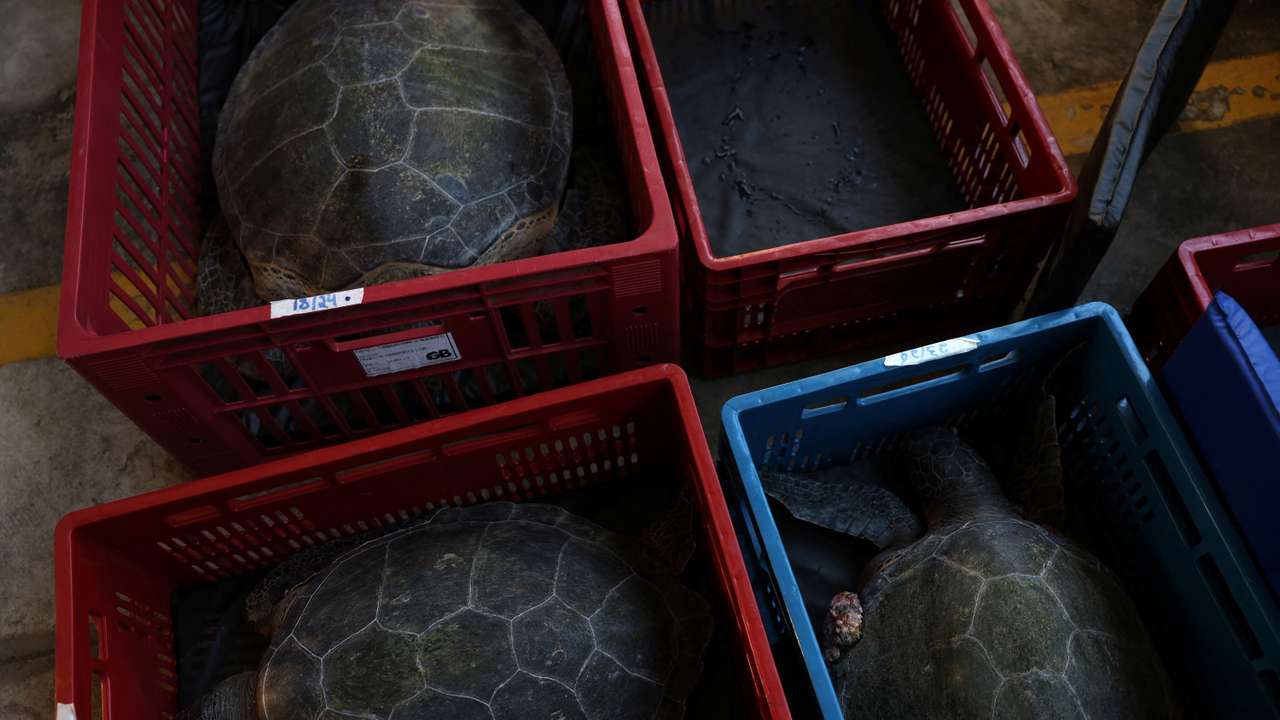Scientists monitor the health of sea turtles living in Guanabara Bay in Rio de Janeiro