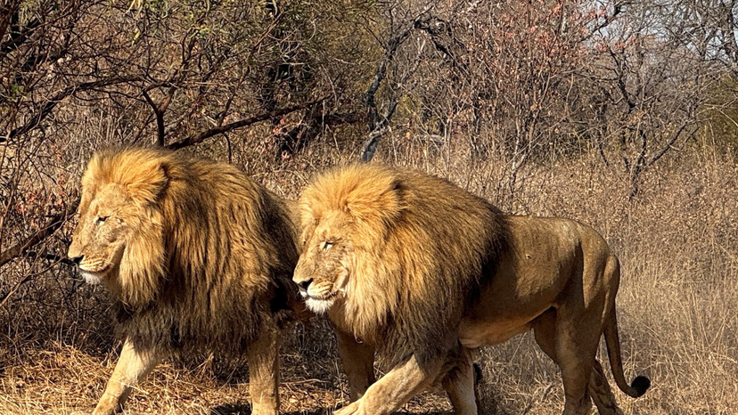 South Africa wildlife breeders rattled as lawmakers approve ban on captive breeding