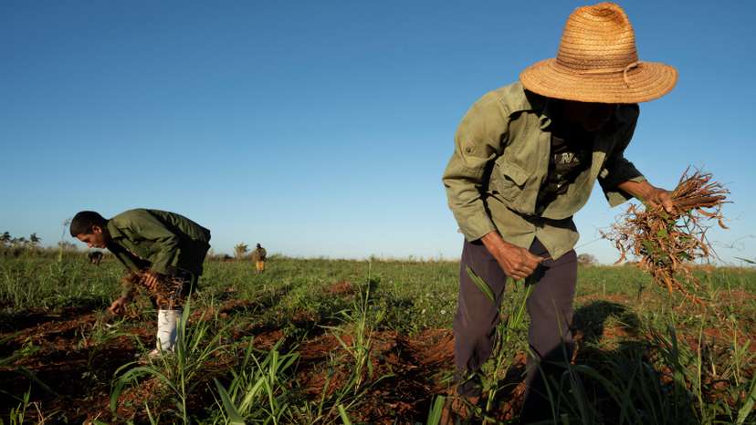 Aftermath of Hurricane Rafael in Cuba's Artemisa province