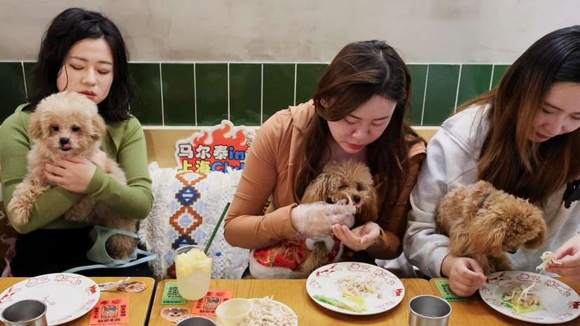 A restaurant in Shanghai hosts feast for pets ahead of the Lunar New Year