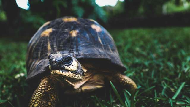 Ploughshare Tortoise