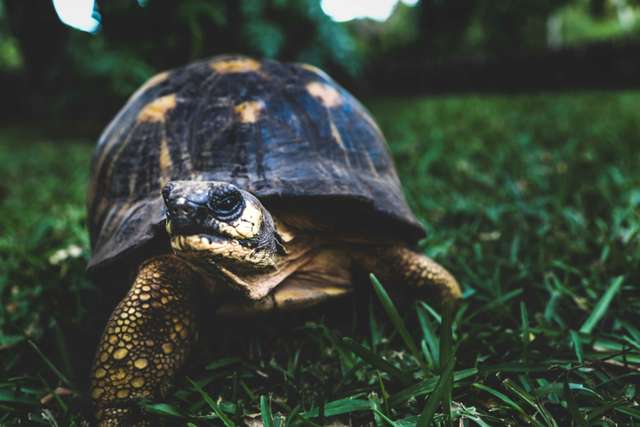 Ploughshare Tortoise