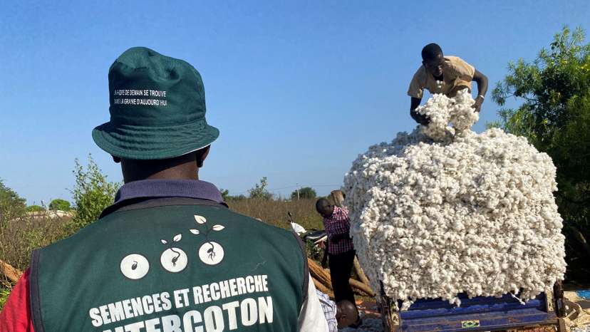 Farmers work at a cotton farm in Korhogo