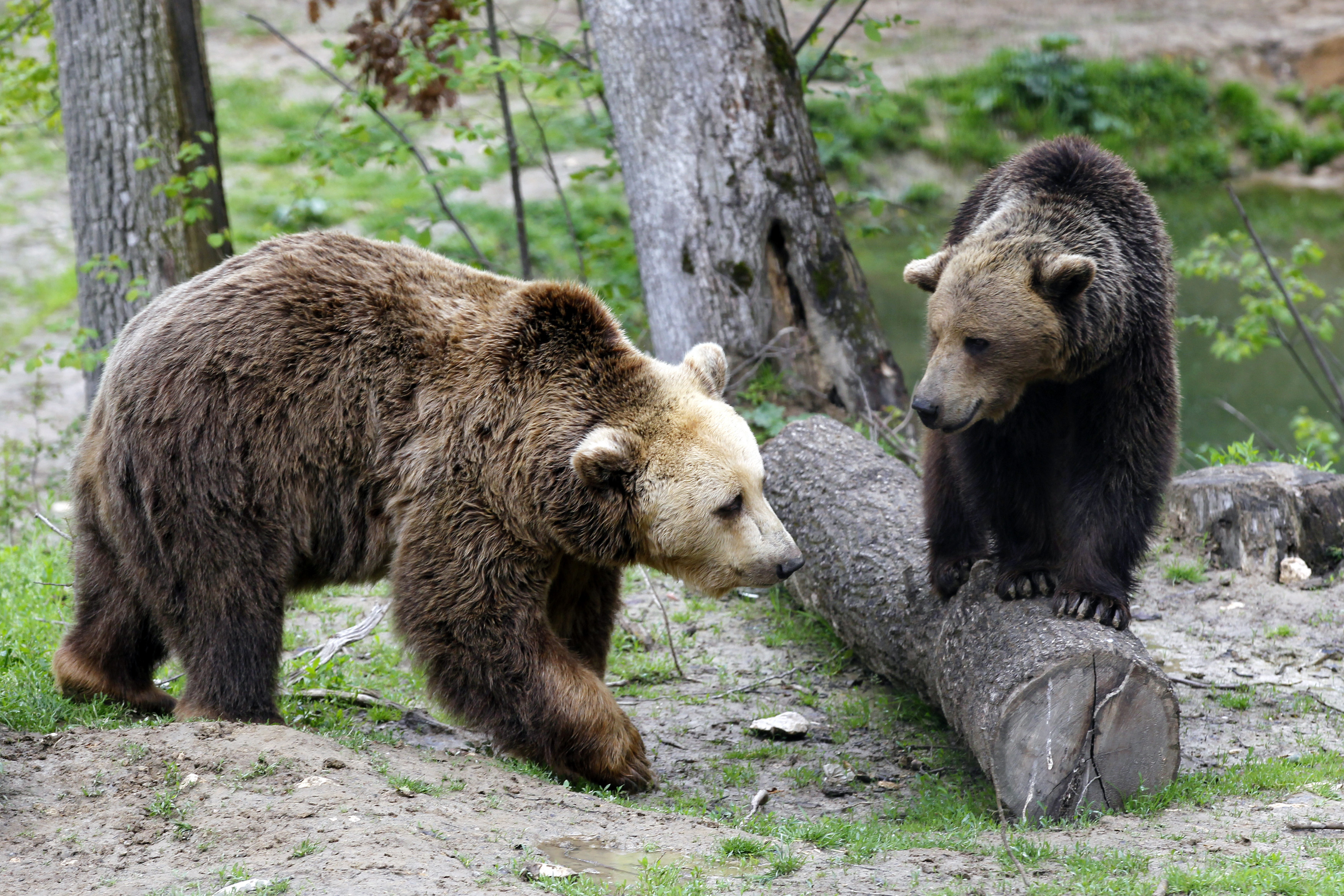 Brown bears interact inside an enclosure at "Libearty" Zarnesti bear sanctuary, central Romania