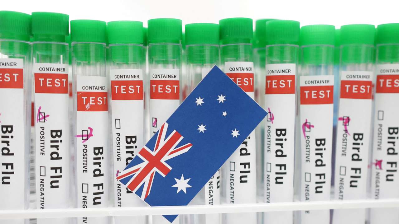 Illustration shows test tubes labelled "Bird Flu" and Australia flag
