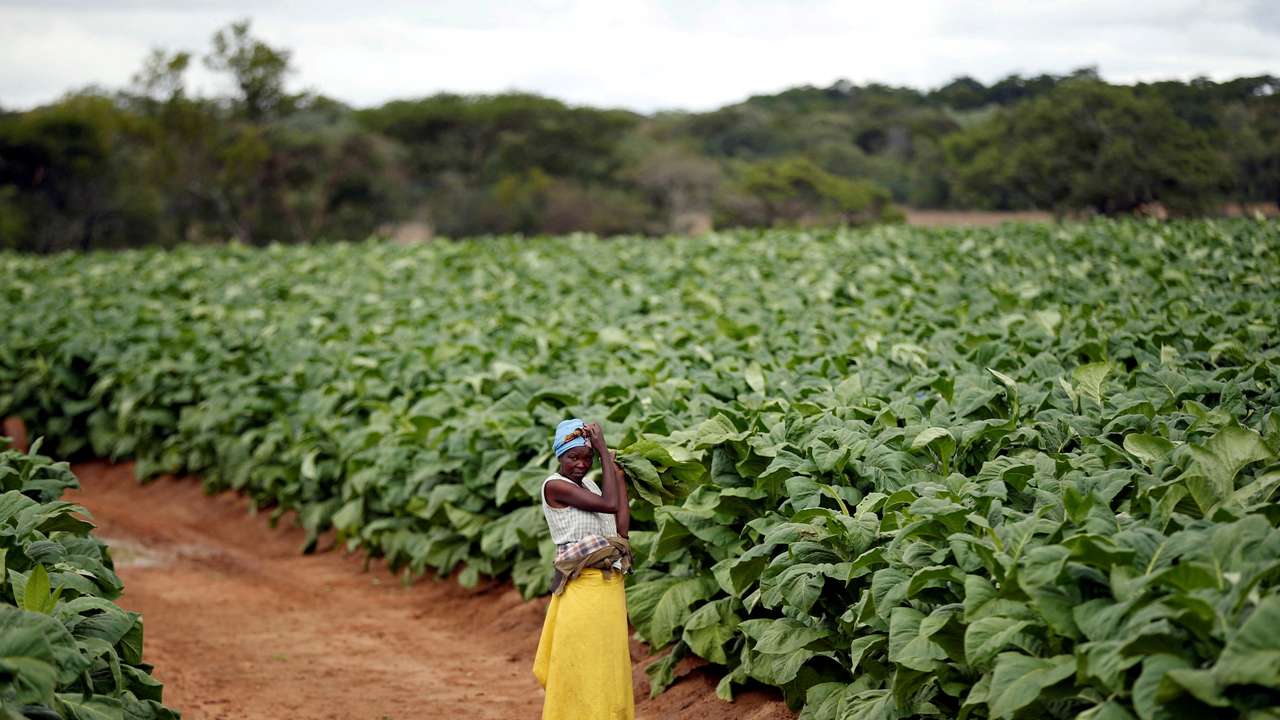 FILE PHOTO: A farm worker looks on during the harvesting of tobacco at Dormervale farm east of Harare