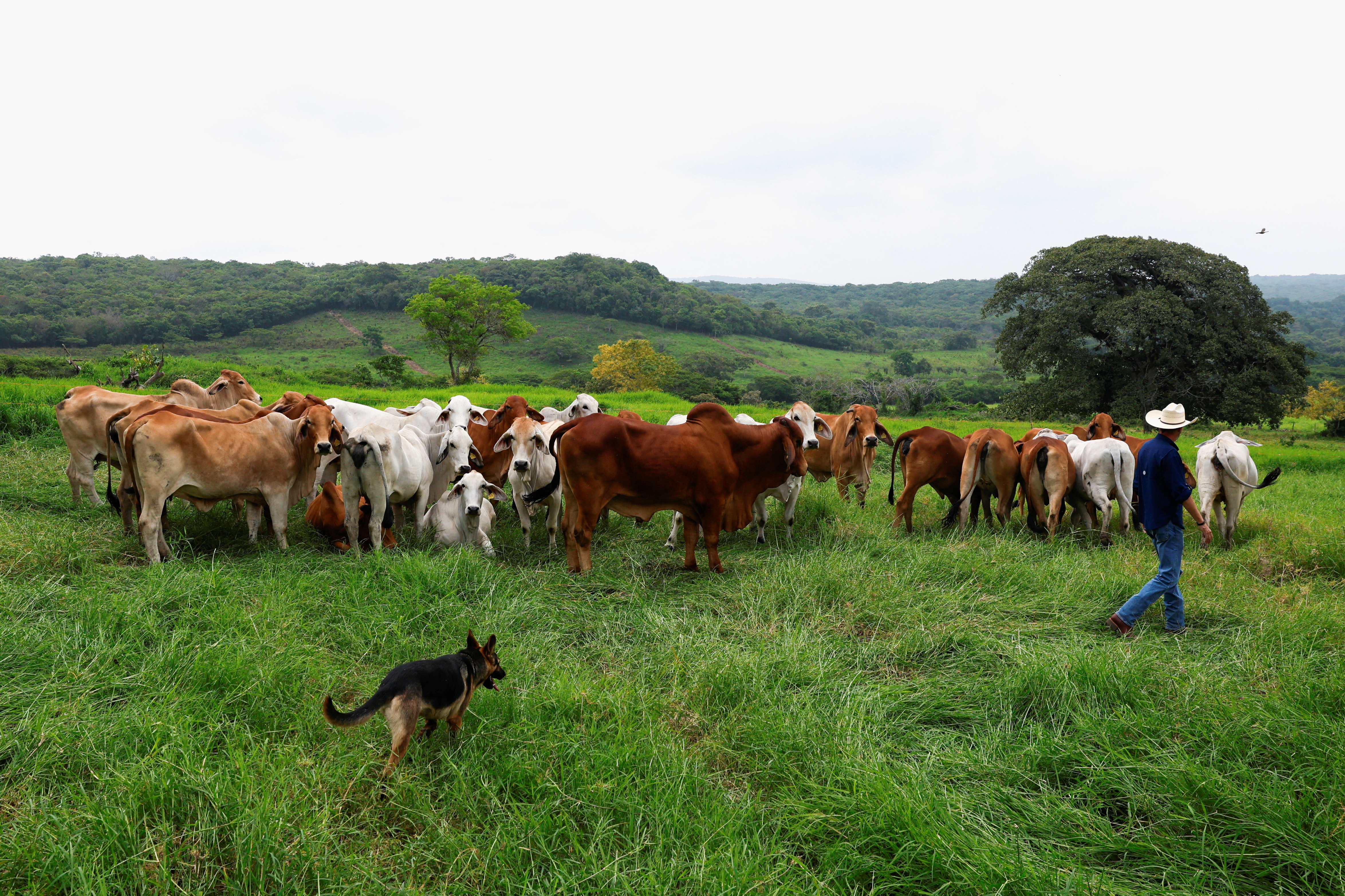 Mexican government and livestock farmers struggle to control the outbreak of the screwworm
