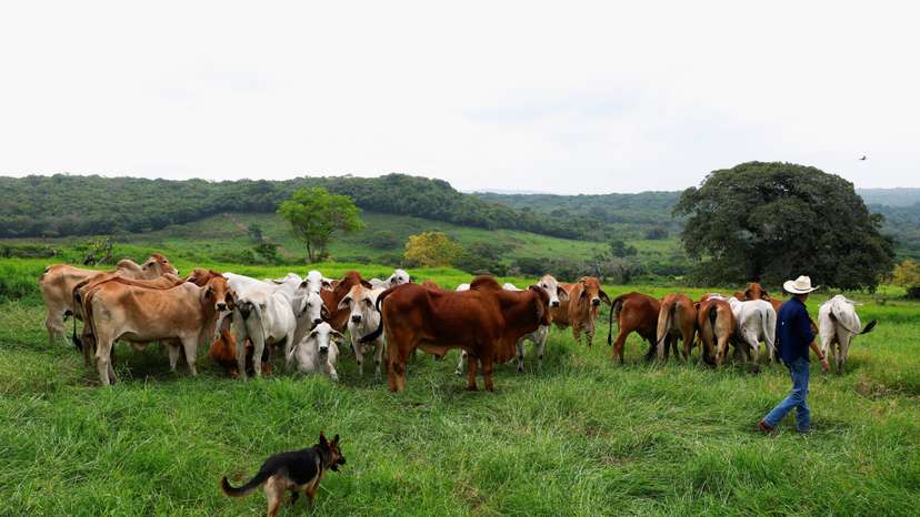 Mexican government and livestock farmers struggle to control the outbreak of the screwworm