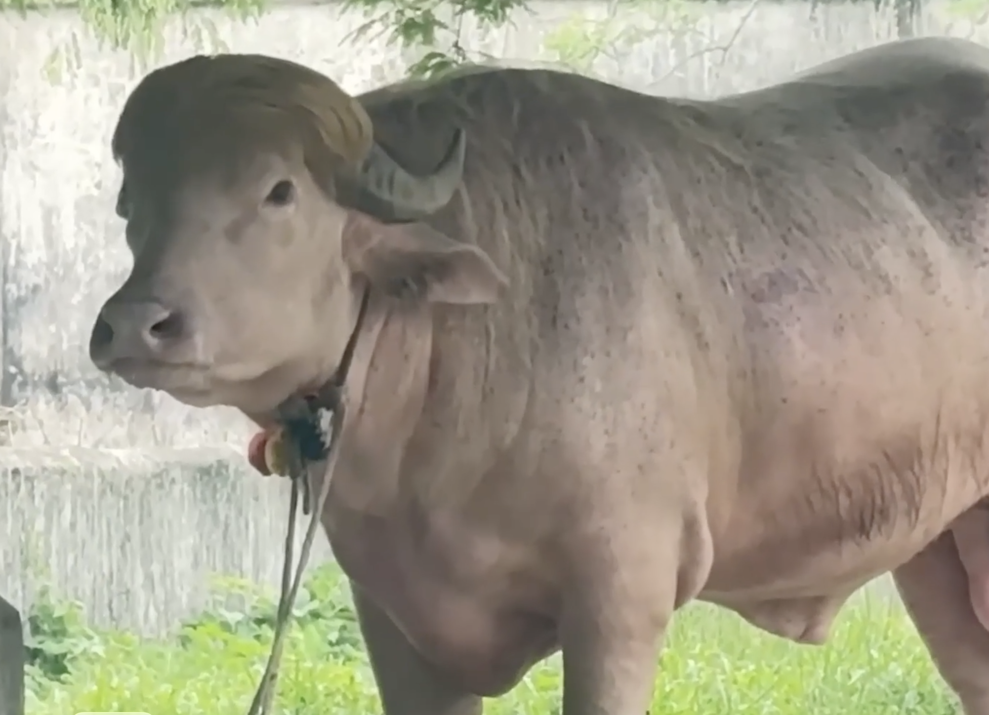 Buffalo lookalike of Trump moved to state zoo
