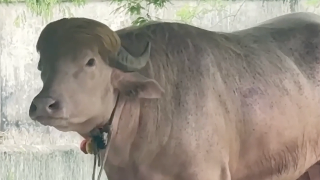 Buffalo lookalike of Trump moved to state zoo
