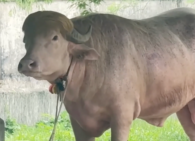 Buffalo lookalike of Trump moved to state zoo