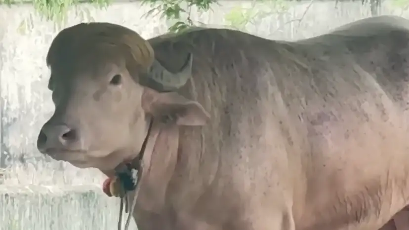 Buffalo lookalike of Trump moved to state zoo