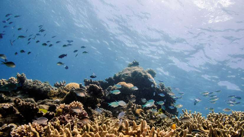 FILE PHOTO: Assorted reef fish swim above a finger coral colony as it grows on the Great Barrier Reef off the coast of Cairns, Australia